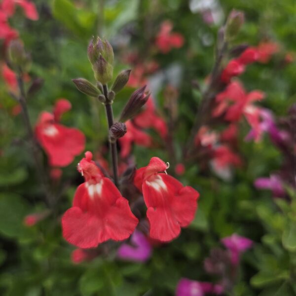 Salvia 'Pretty Flamingo' (Red Salmon) - Image 6
