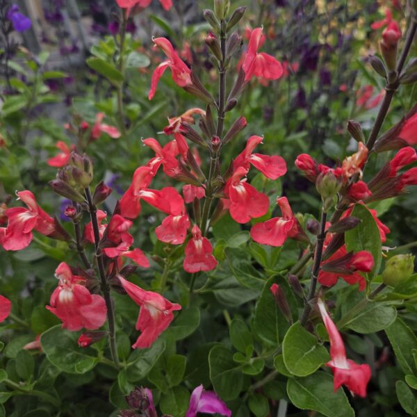 Salvia 'Pretty Flamingo' (Red Salmon) - Image 4