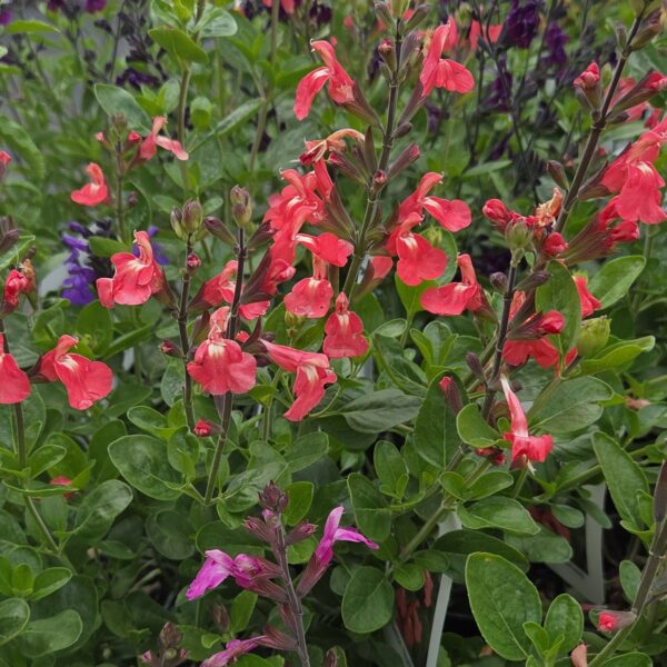 Salvia 'Pretty Flamingo' (Red Salmon) - Image 3