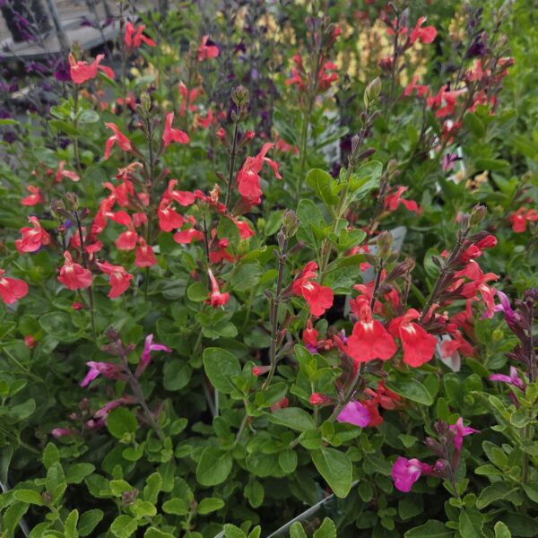 Salvia 'Pretty Flamingo' (Red Salmon) - Image 5