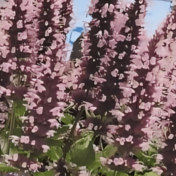 Agastache rugosa Beelicious Pink 1