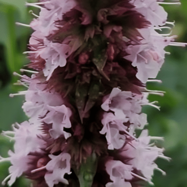 Agastache rugosa Beelicious Pink 2