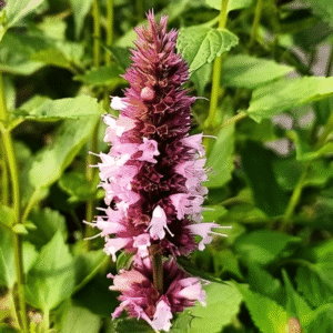 Agastache rugosa Beelicious Pink 3