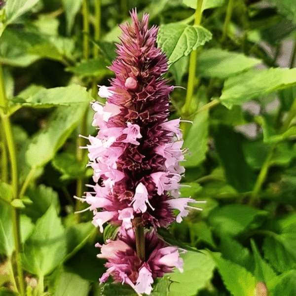 Agastache rugosa Beelicious Pink 3