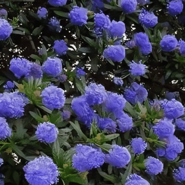 Ceanothus Italian Skies California Lilac 2