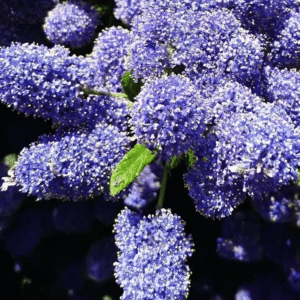 Ceanothus Italian Skies California Lilac 3