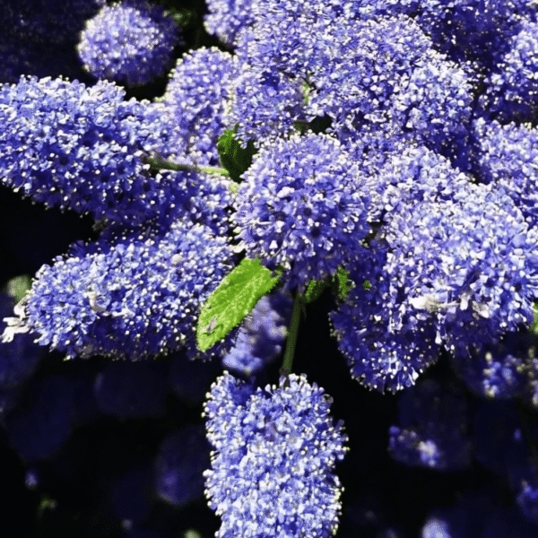 Ceanothus Italian Skies California Lilac 3