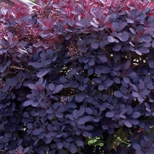 Cotinus coggygria Royal Purple 3