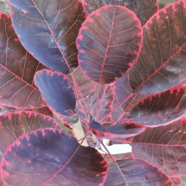 Cotinus coggygria Royal Purple 4