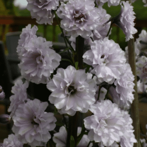 Delphinium Highlander Cha Cha Candle Larkspur