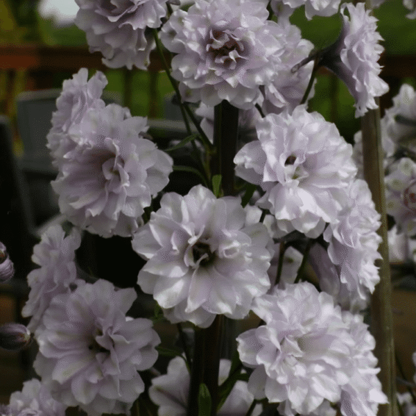 Delphinium Highlander Cha Cha Candle Larkspur