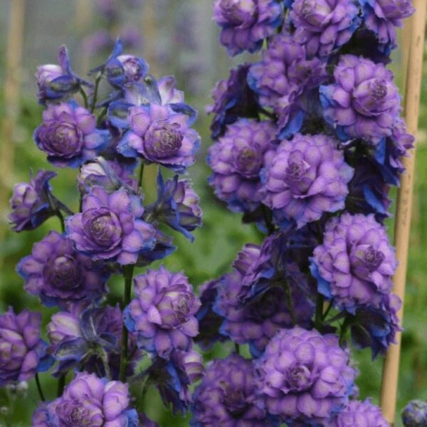 Delphinium Highlander Sweet Sensation Candle Larkspur 1