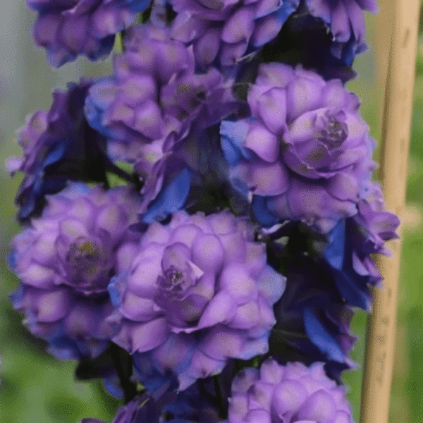 Delphinium Highlander Sweet Sensation Candle Larkspur 1