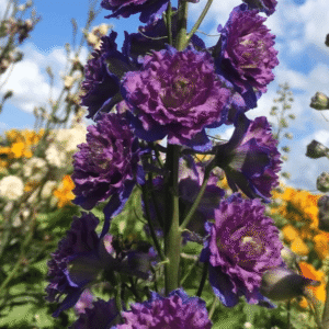 Delphinium Highlander Sweet Sensation Candle Larkspur 2