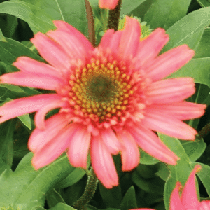 Echinacea CARA MIA Seashell Coneflower 1