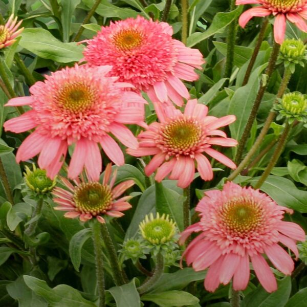 Echinacea CARA MIA Seashell Coneflower 2