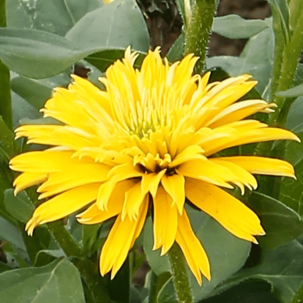 Echinacea DELIGHTFUL Sol 1