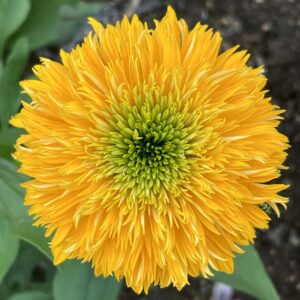 Echinacea DELIGHTFUL Sol 1