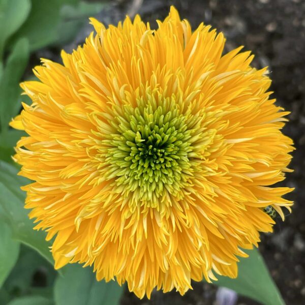 Echinacea DELIGHTFUL Sol 1