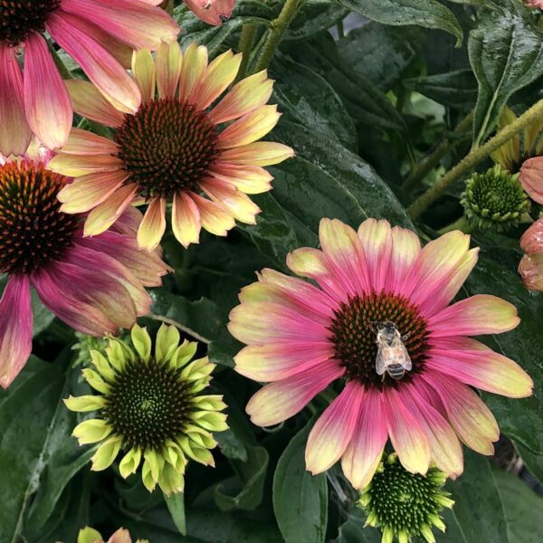 Echinacea Pink Lemonade 1