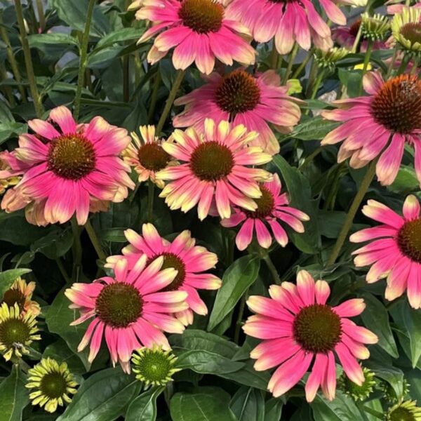 Echinacea Pink Lemonade 2