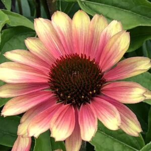 Echinacea Pink Lemonade 3