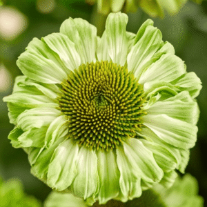 Echinacea Sunseekers Apple Green Coneflower 2