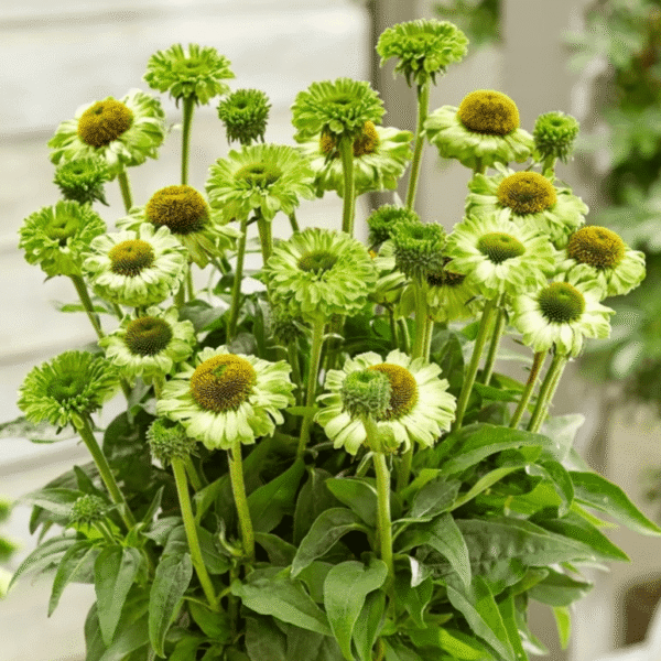 Echinacea Sunseekers Apple Green Coneflower 3