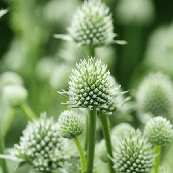 Eryngium Magical Silver Globe 1