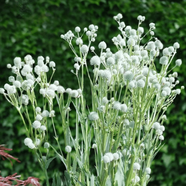 Eryngium Magical Silver Globe 2