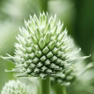 Eryngium Magical Silver Globe 3