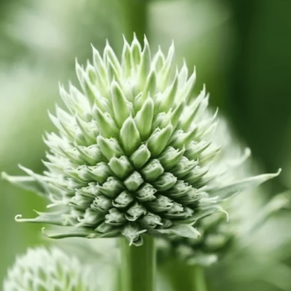 Eryngium Magical Silver Globe 3