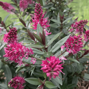 Hebe Pink Starburst