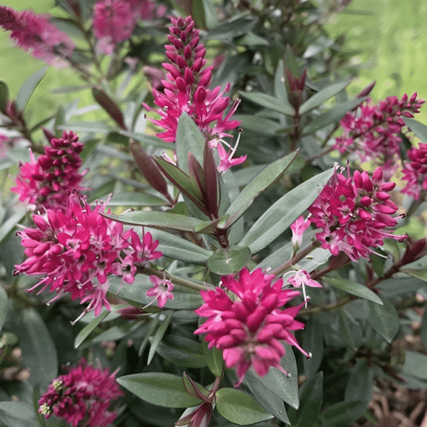 Hebe Pink Starburst
