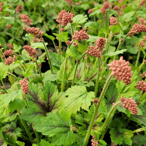 Heucherella Pink Revolution 1