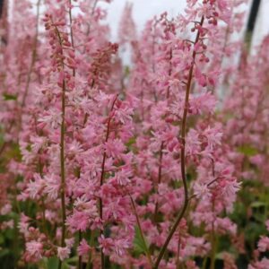 Heucherella Pink Revolution 2
