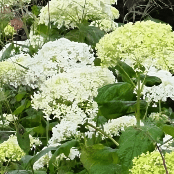 Hydrangea arborescens Annabelle 2