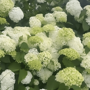 Hydrangea arborescens Annabelle 3