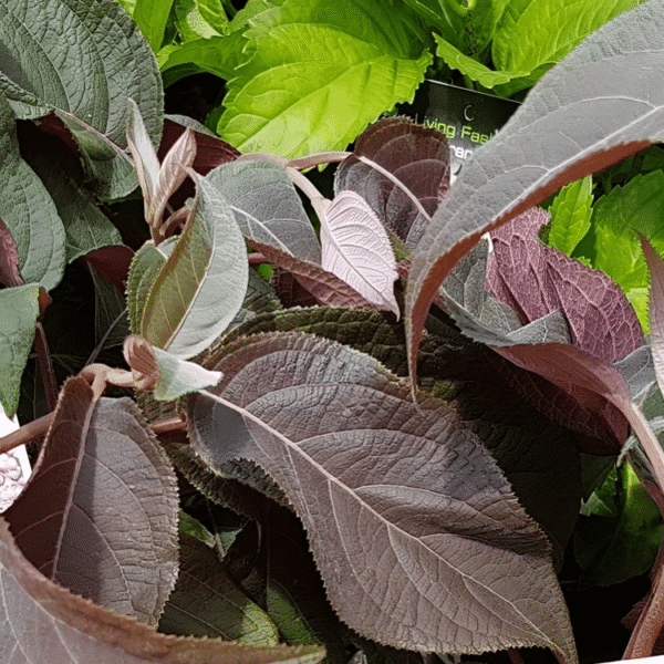 Hydrangea aspera Hot Chocolate 2