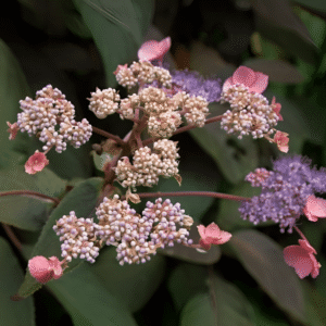 Hydrangea aspera Hot Chocolate 3