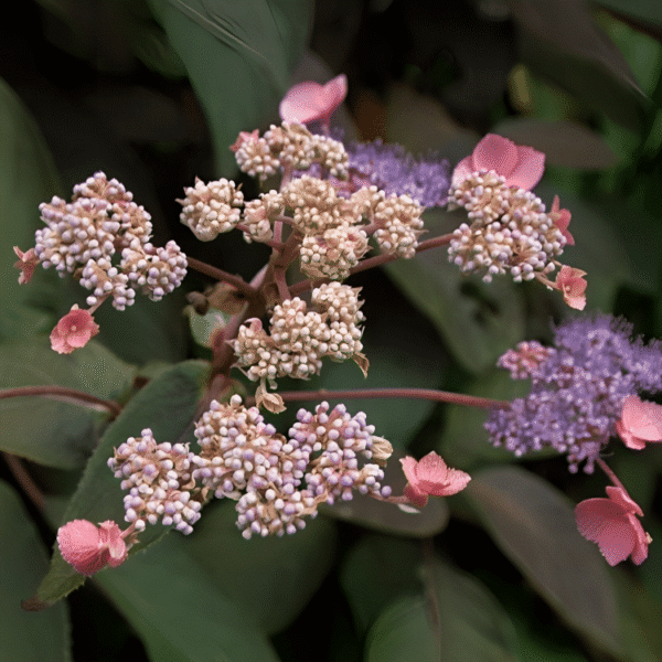 Hydrangea aspera Hot Chocolate 3