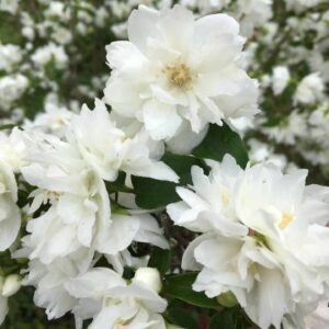 Philadelphus Pearls of Perfume