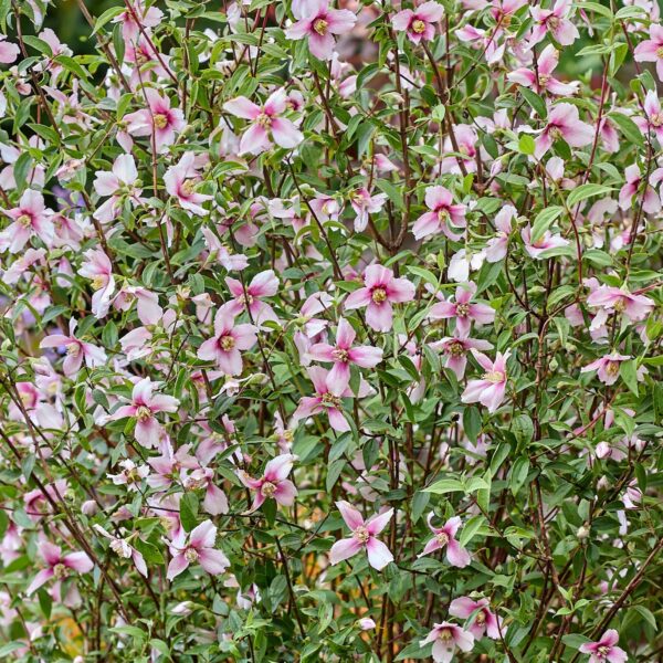 Philadelphus Petite Perfume Pink 29