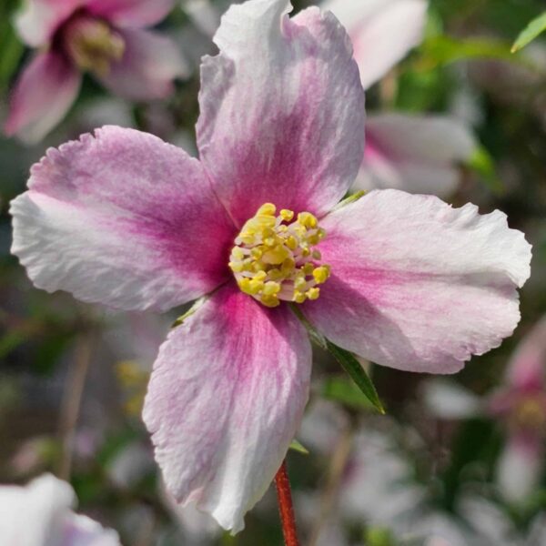 Philadelphus Petite Perfume Pink 8