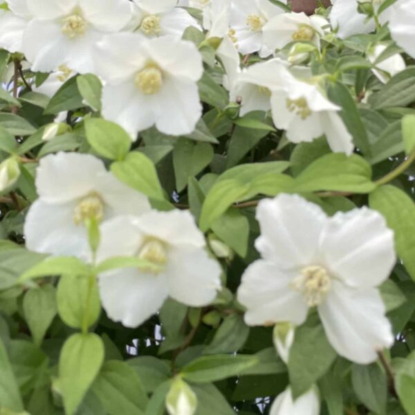 Philadelphus Petite Perfume White 2