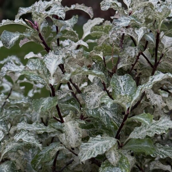 Pittosporum tenuifolium Irene Paterson 1