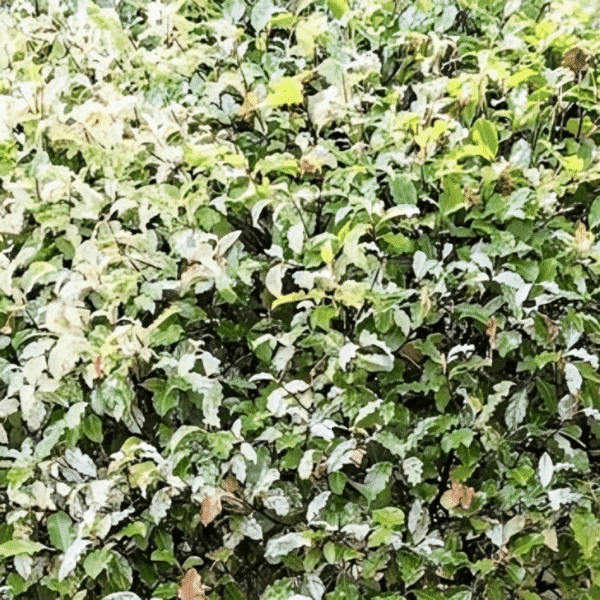 Pittosporum tenuifolium Irene Paterson 2