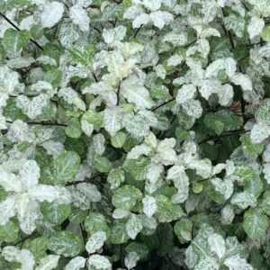 Pittosporum tenuifolium Irene Paterson 3