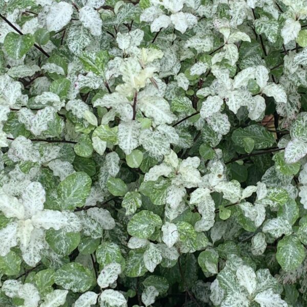 Pittosporum tenuifolium Irene Paterson 3