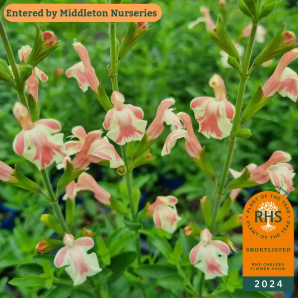 Salvia Belle de Loire